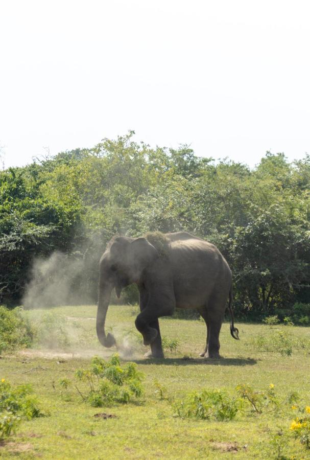 Koragaha Lodge - Yala Tissamaharama Esterno foto